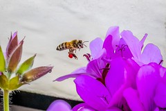 Honey Bee-5