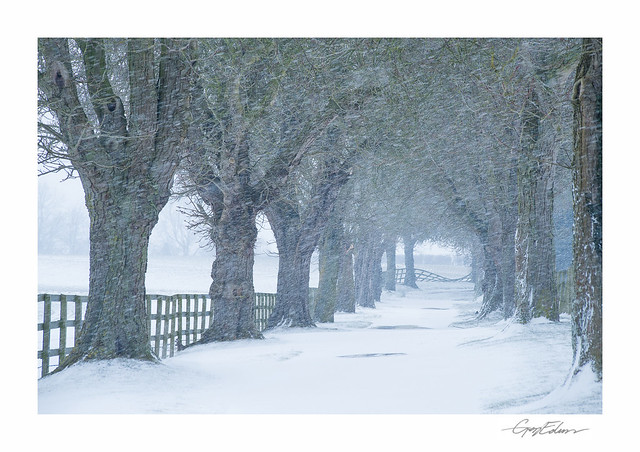 Snowy Drive