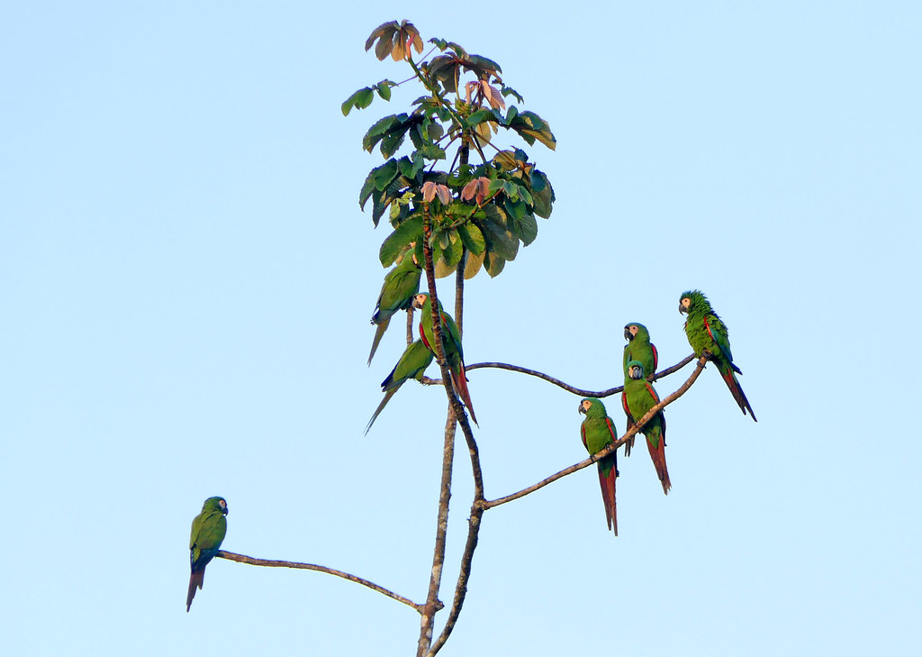Guacamaya Cariseca, Chesnut-fronted Macaw (Ara severus)