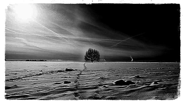 the lonely tree in the snow........