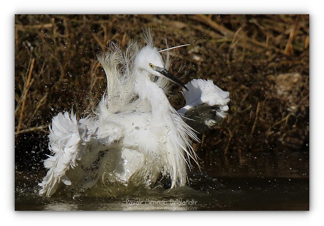 Aigrette garzette - Little Egret