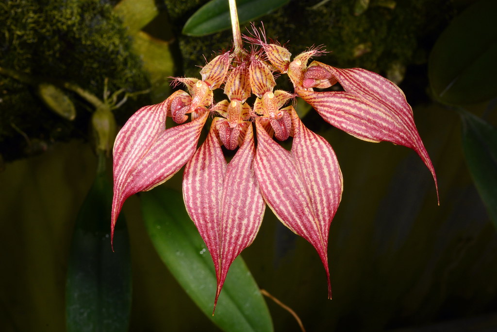 Bulbophyllum A-doribil Anna Roth 03