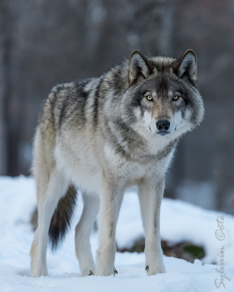 Loup gris / Gray Wolf [Canis lupus]