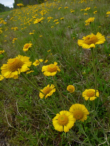 cr2224 roadside springhelenium spring yellow anf