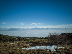 Alps viewed from the Jura