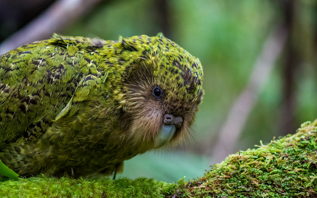How gene mapping almost all remaining kākāpō will help NZ’s rare night parrot survive