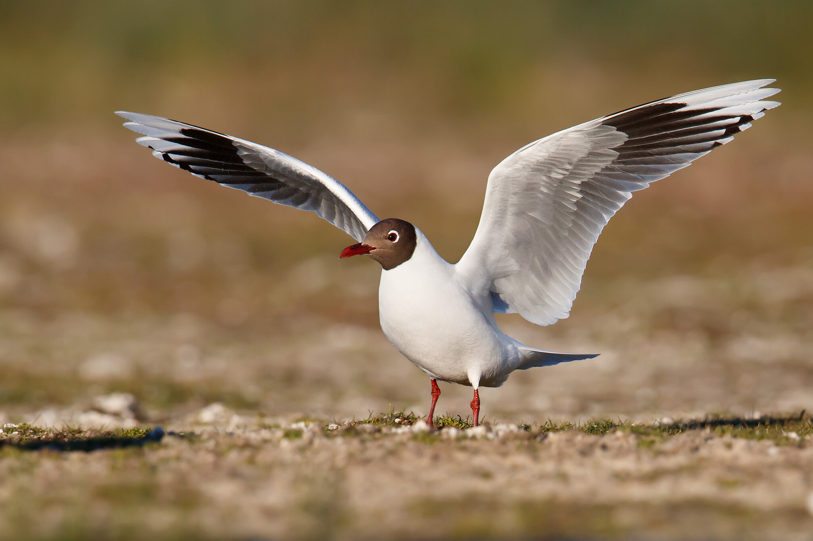 Chroicocephalus maculipennis | Brown-hooded Gull | patagonienmås