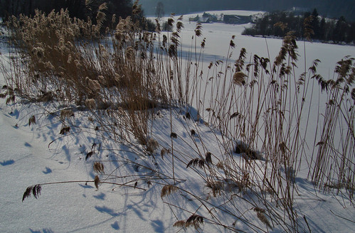 snow reed landscape lake