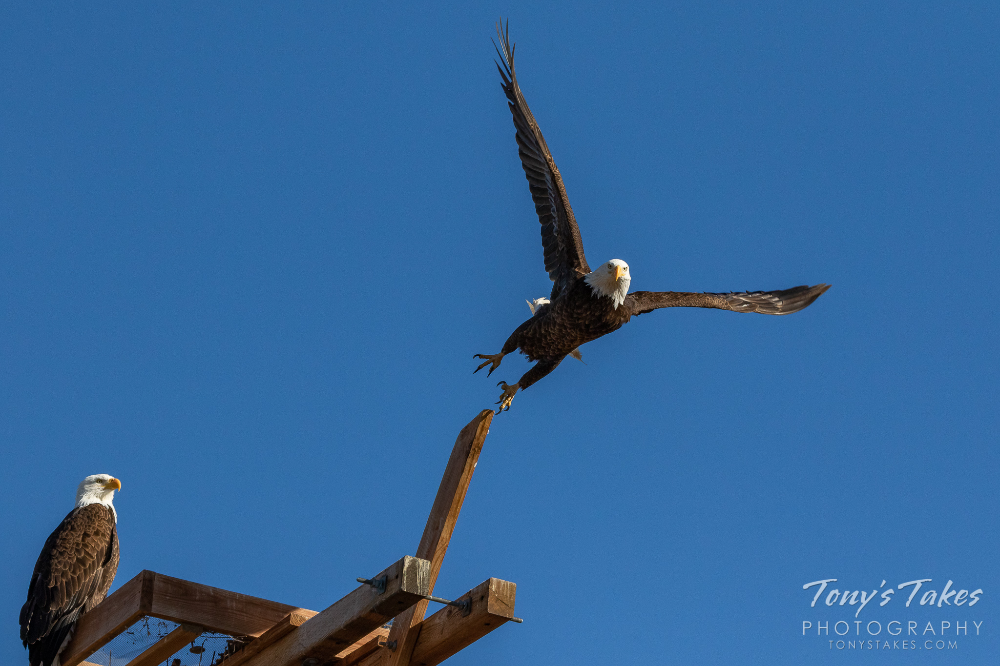 A male bald eagle launches into the sky in Weld County, Colorado while his mate looks on. (© Tony’s Takes)