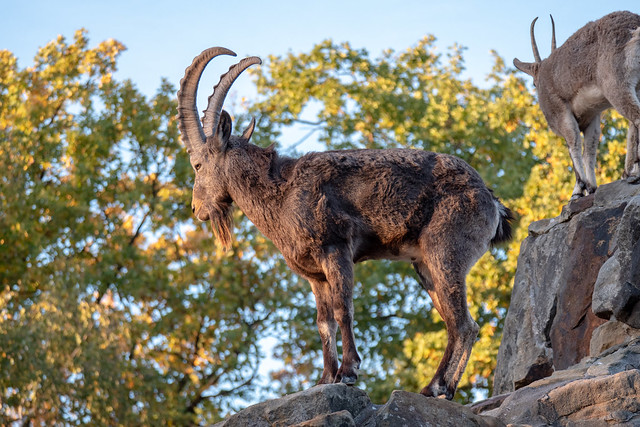 Zoo Berlin: Sibirischer Steinbock - Asiatic ibex