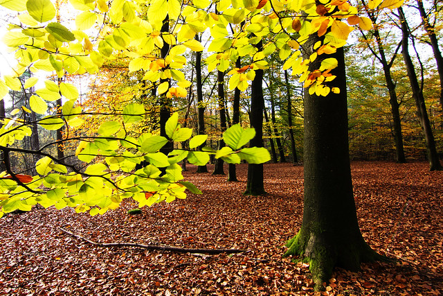 Farewell to autumn (look large)