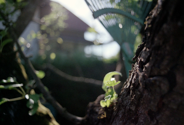 Summer bokeh: in a garden