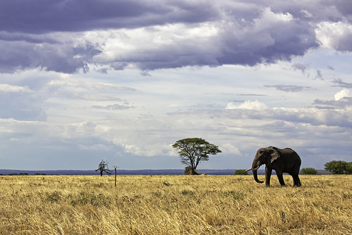 africa africanelephant safari serengetinationalpark tanzania