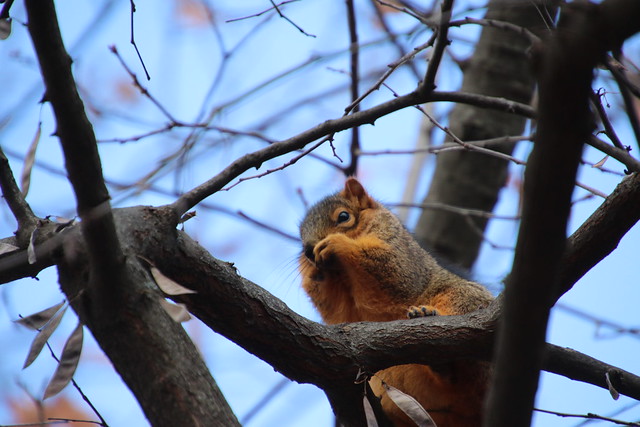 Fox Squirrels in Ann Arbor on an Autumn day at the University of Michigan - December 4th, 2018