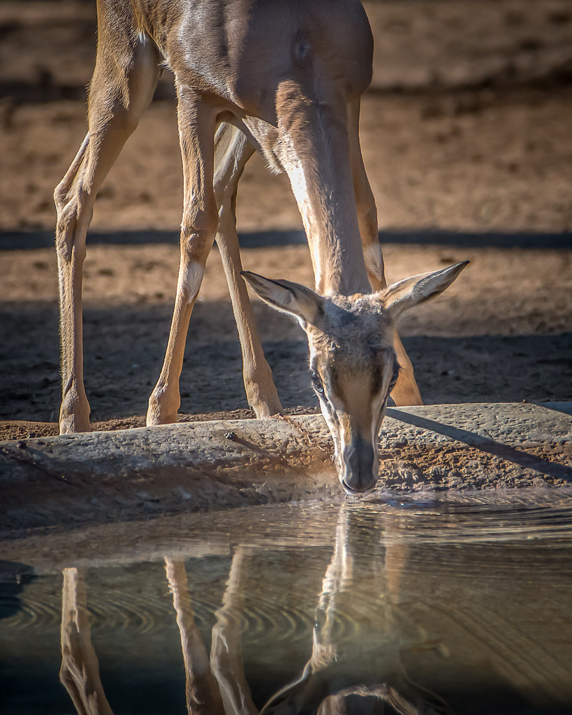 Thirsty Gazelle