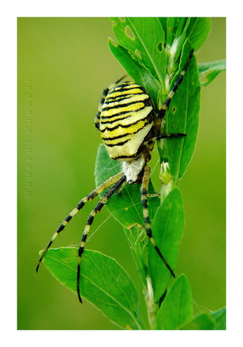 Argiope bruennichi | by Bertuś