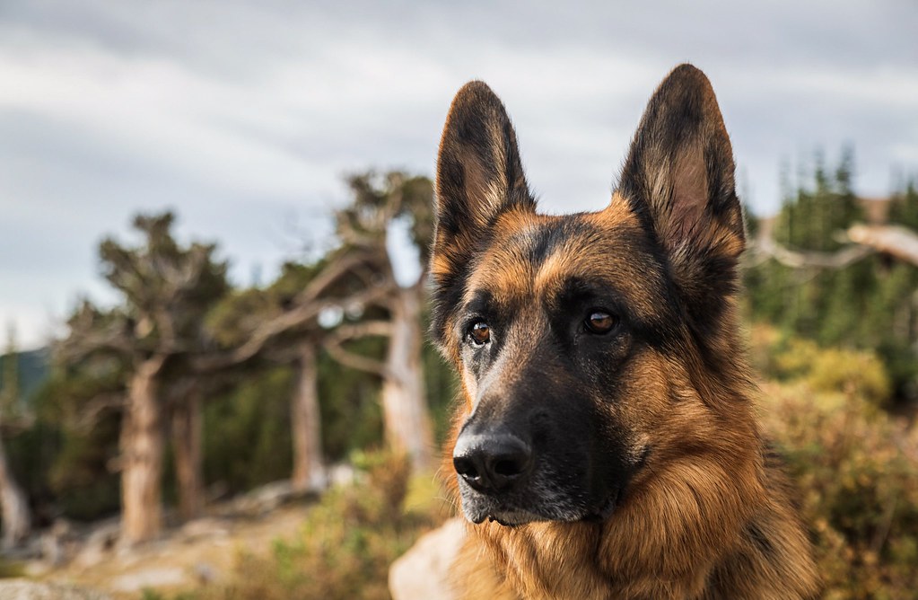 Top 20 Most Dangerous Dog Breeds to Humans in the World  German Shepherd