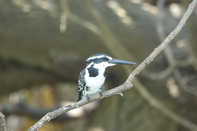 Pied Kingfisher