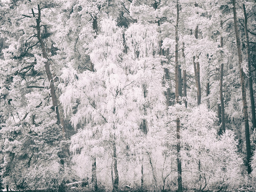 winter reif natur heide lüneburgerheide ostheide raureif winterwetter landschaft landscape deutschland norddeutschland niedersachsen bäume weis trees white nature hoarfrost frost forest
