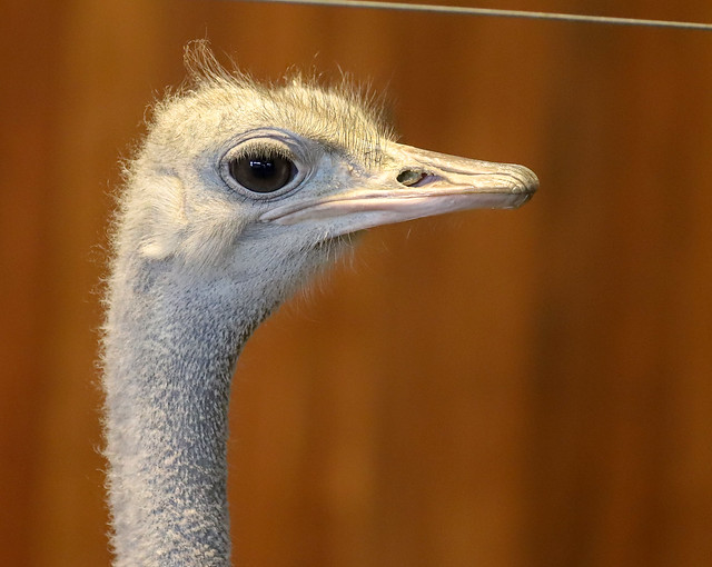 Ostrich Profile