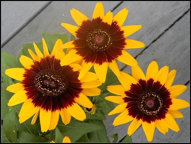 Sunflowers - Photo Taken by STEVEN CHATEAUNEUF On September 2, 2018