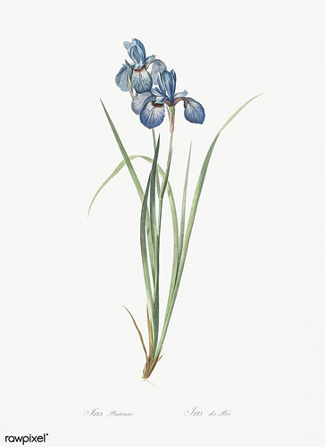 Iris pratensis illustration from Les liliacées (1805) by P… | Flickr