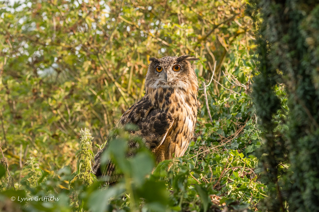 European Eagle Owl 501_2778.jpg