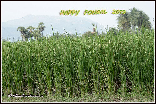 pongal nature tamils tamilnadu india festival tradition culture தைப்பொங்கல் paddy sugarcane sungod greetings canoneos6dmarkii tamronef28300mm arani