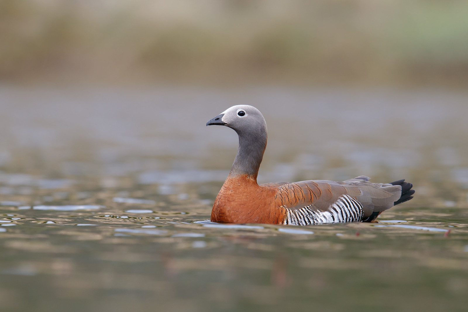 Chloephaga poliocephala | Ashy-headed Goose | gråhuvad gås