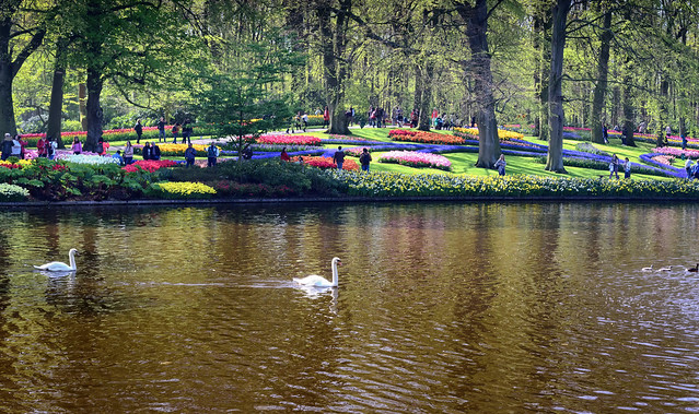 Keukenhof Gardens - Pond and Geese