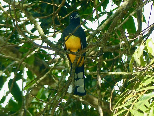 bird belize nature wildlife tree orangewalk trogon