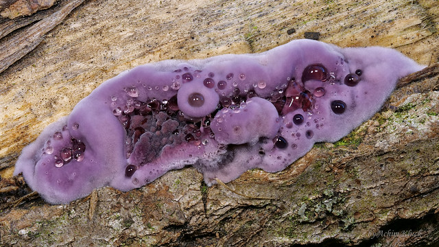 Violetter Knorpelschichtpilz (Chondrostereum purpureum)