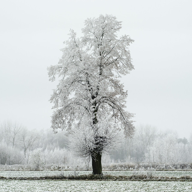 Snowy coat