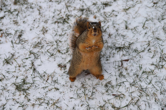 Fox Squirrels in Ann Arbor at the University of Michigan - January 8th & 9th, 2019