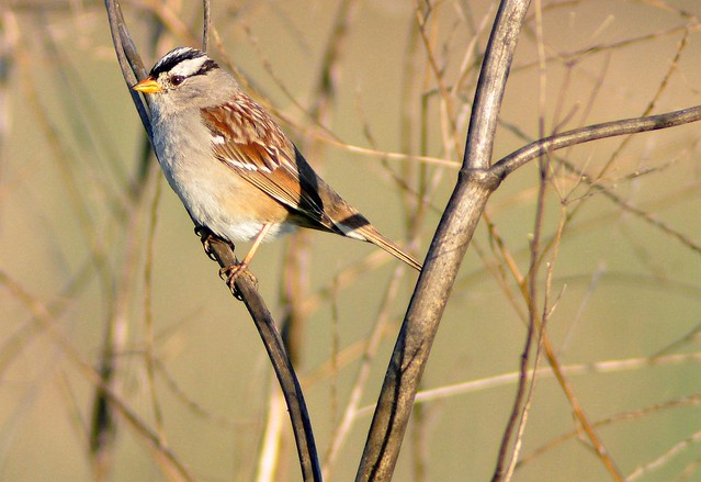 White-crowned sparrow male