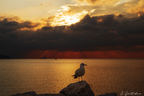 sunset gull martı sea sky clouds