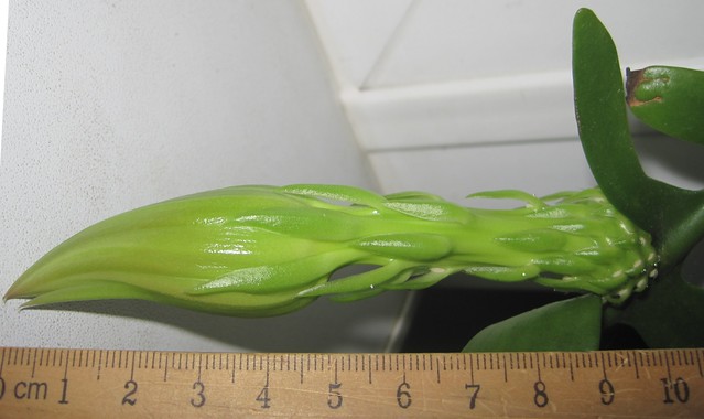 selenicereus chrysocardium bud