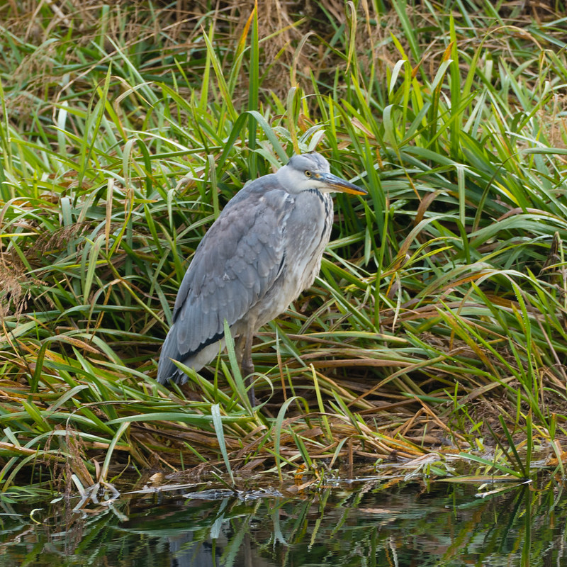 Young heron, Sandfields shore
