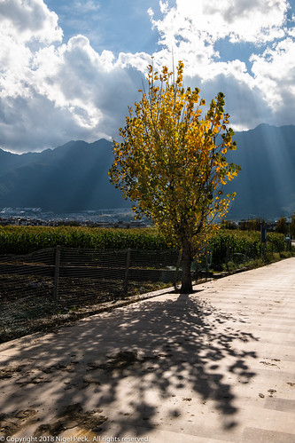 Backlit Tree, Autumn Leaves by Pexpix, Along a farm road just outside Dali Ancient City.autumn dali mountains 攝影發燒友 backlight clouds agricu