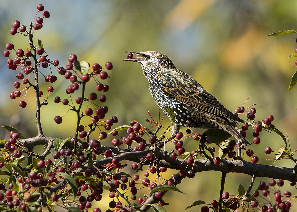 Common Starling eating Crabapples