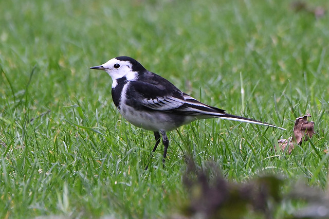 Pied Wagtail in my garden