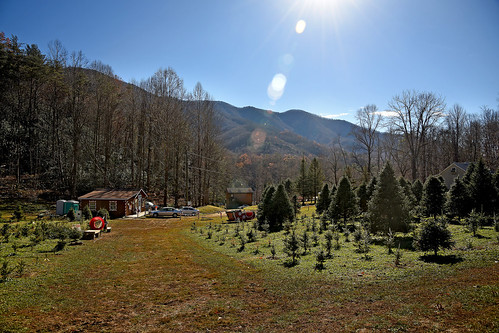 Fir Heaven's Sake Christmas Tree Farm in Cherokee County.