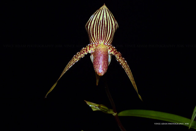 IMG_9639-1(W) Wild Gold of Kinabalu orchid or Rothschild's slipper orchid (Paphiopedilum rothschildianum)