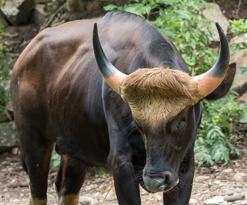 thailand sriracha chonburi zoo animal bull