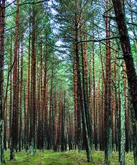 Color Gradient Forest