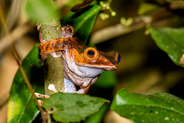 Madagascar Bright-eyed Frog (Boophis madagascariensis)
