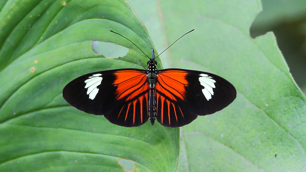 0M2A1666Postman Butterfly (Heliconius melpomene aglaope) - 複製
