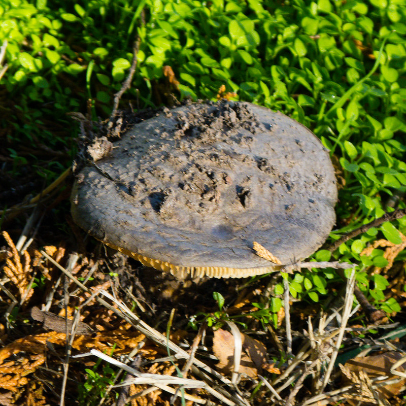 Inconspicuous mushroom
