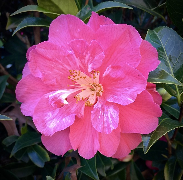 Camellia, Gamble Garden