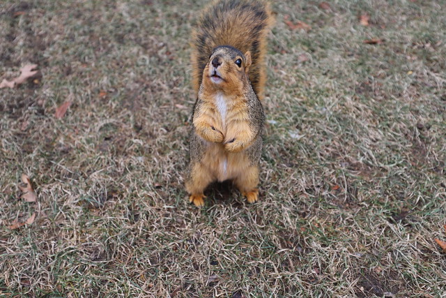 Fox Squirrels in Ann Arbor at the University of Michigan - January 16th, 2019